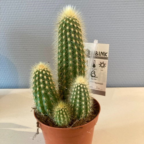 Pachycereus 'Pringlei' - Pot De 10,5 Cm