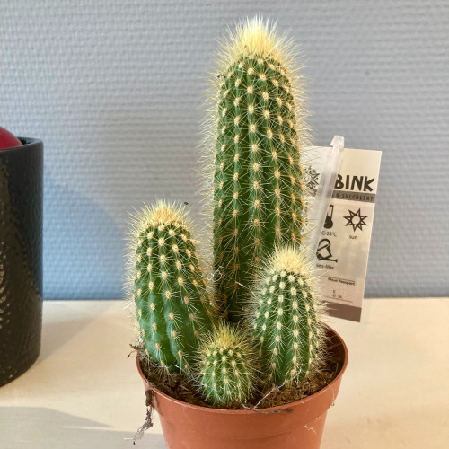 Pachycereus 'Pringlei' - Pot De 10,5 Cm