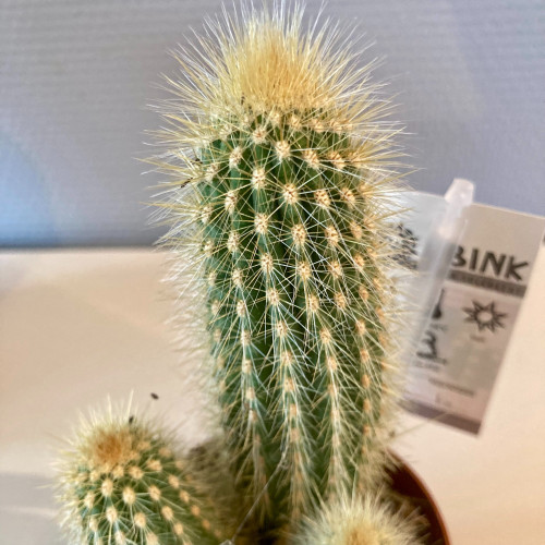 Pachycereus 'Pringlei' - Pot De 10,5 Cm