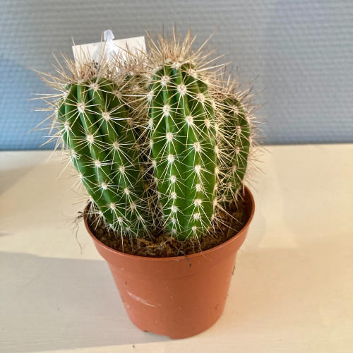 Pilosocereus Odilensis - Pot De 8,5 Cm