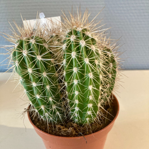 Pilosocereus Odilensis - Pot De 8,5 Cm