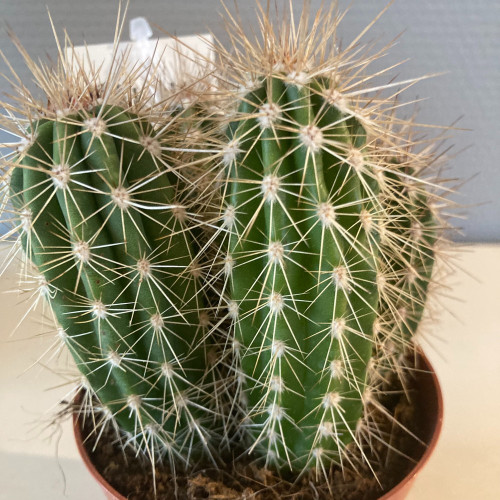 Pilosocereus Odilensis - Pot De 8,5 Cm