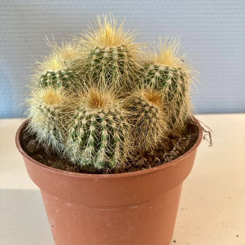 Echinocactus Grusonii - Pot De 10,5 Cm