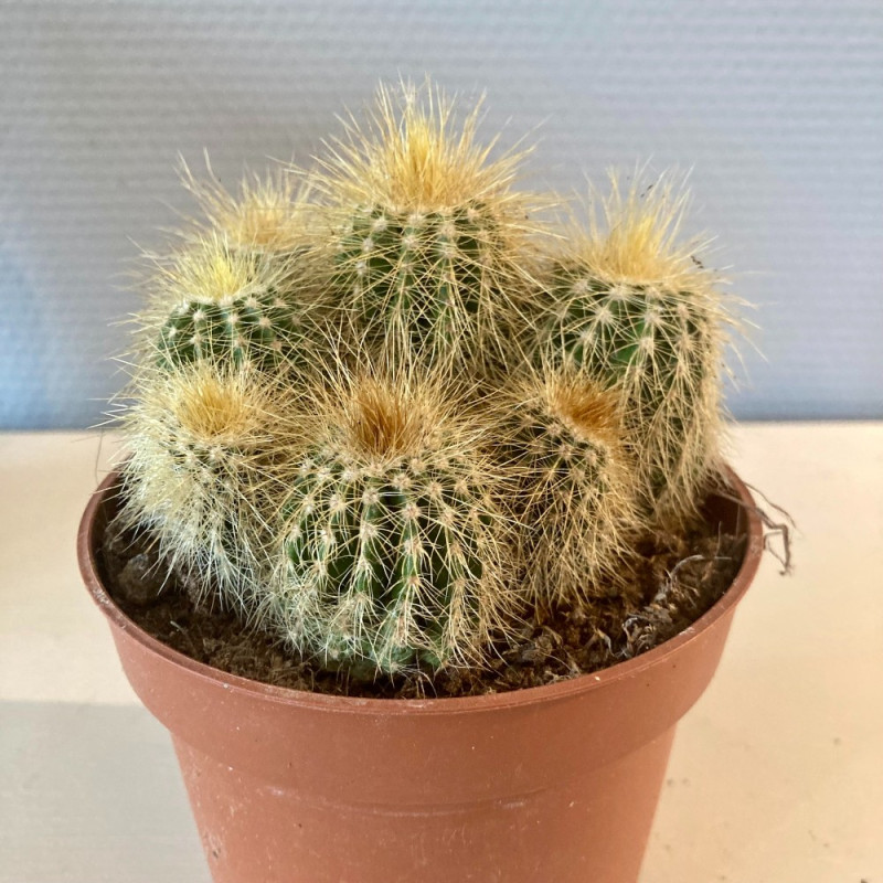 Groupe De Cactus Dorés En Pot Surdimensionnés Ou Echinocactus