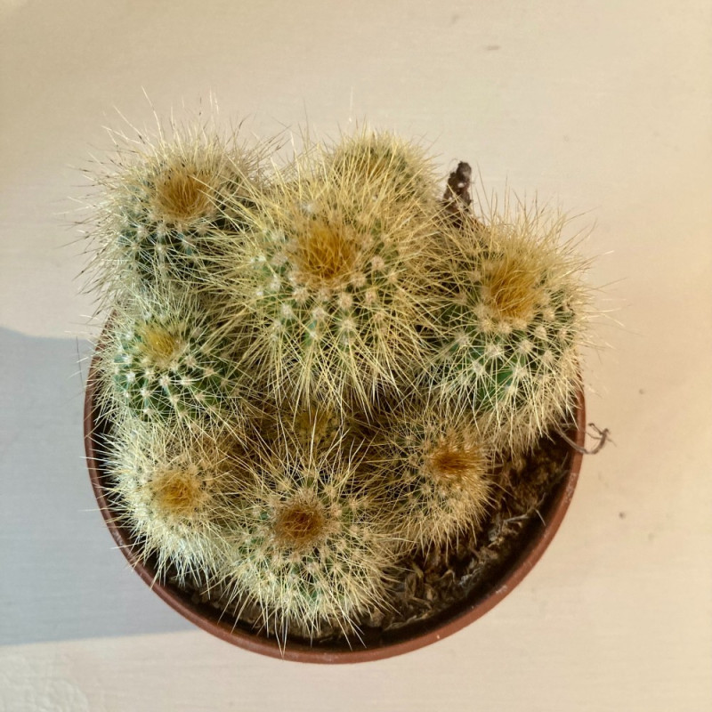 Groupe De Cactus Dorés En Pot Surdimensionnés Ou Echinocactus