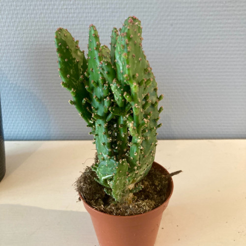 Cactus Thon Opuntia - Pot De 8,5 Cm