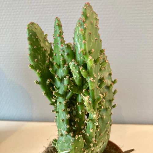 Cactus Thon Opuntia - Pot De 8,5 Cm