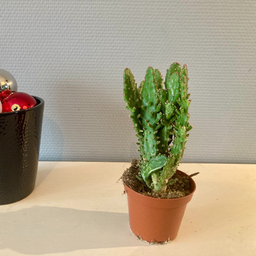 Cactus Thon Opuntia - Pot De 8,5 Cm
