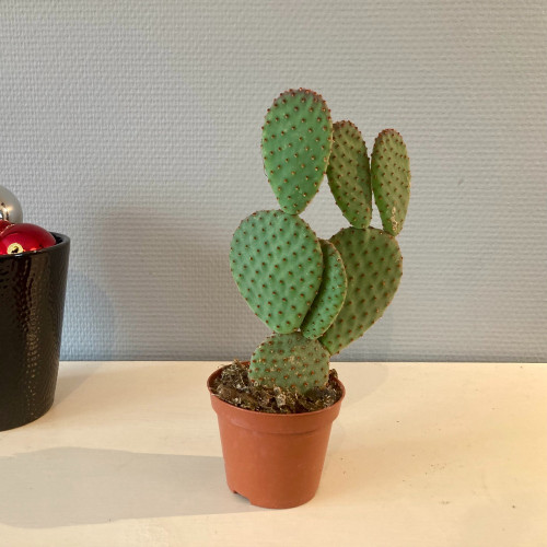 Opuntia Microdasys Inermis - Pot De 8,5 Cm