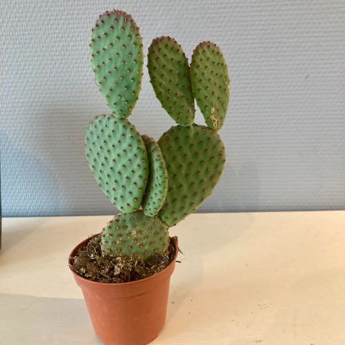 Opuntia Microdasys Inermis - Pot De 8,5 Cm