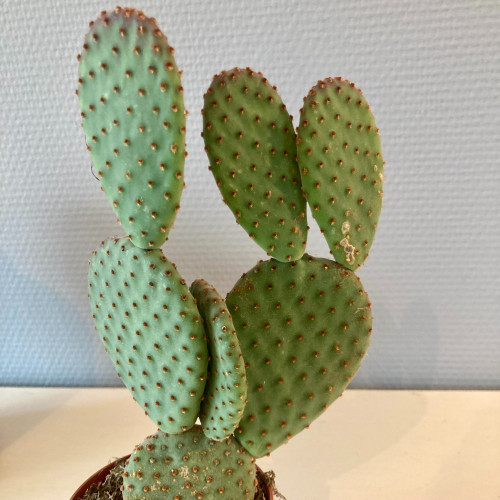 Opuntia Microdasys Inermis - Pot De 8,5 Cm