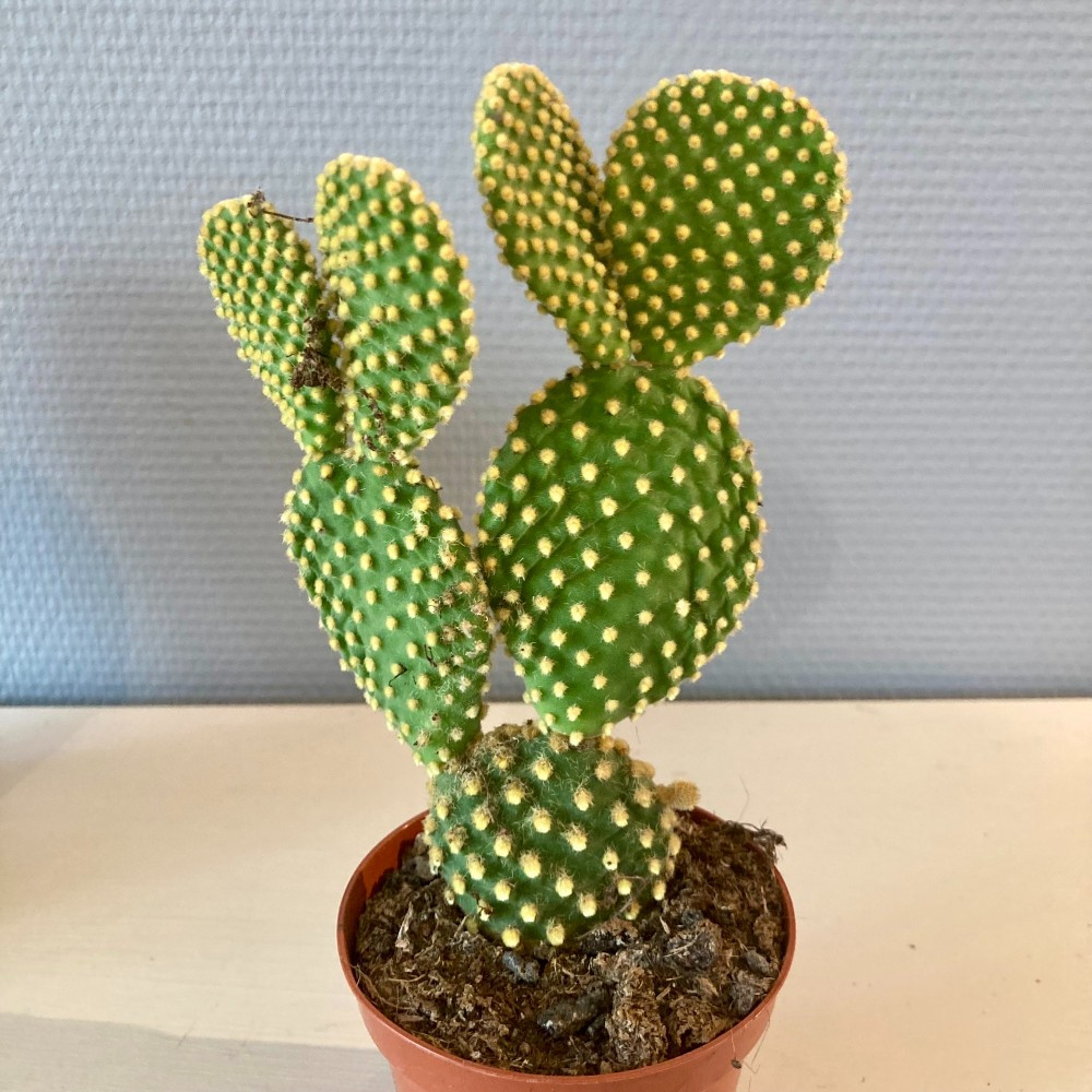 Opuntia Microdasys Inermis - Pot De 8,5 Cm