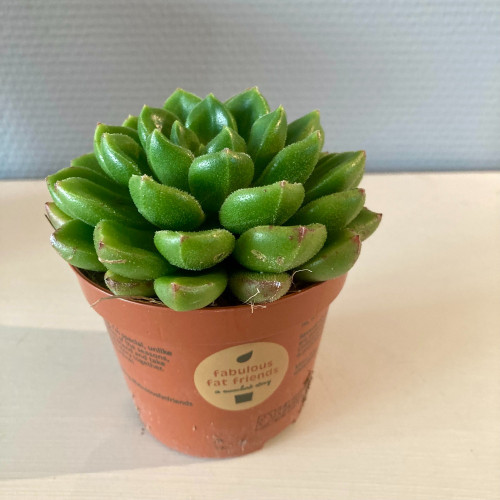 Echeveria Afines - Pot De 8,5 Cm