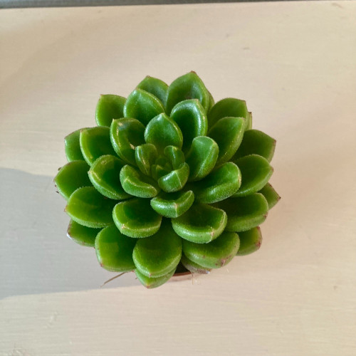 Echeveria Afines - Pot De 8,5 Cm