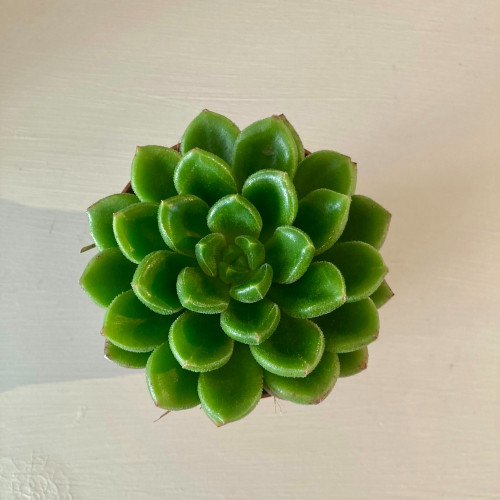 Echeveria Afines - Pot De 8,5 Cm