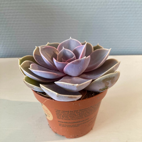 Echeveria Perle De Nuremberg - Pot De 8,5 Cm