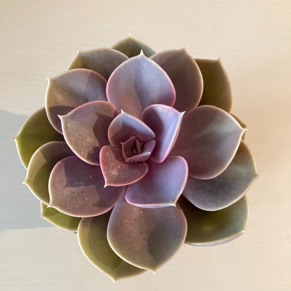 Echeveria Perle De Nuremberg - Pot De 8,5 Cm