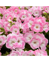 Pelargonium Pac Bermuda Soft Pink