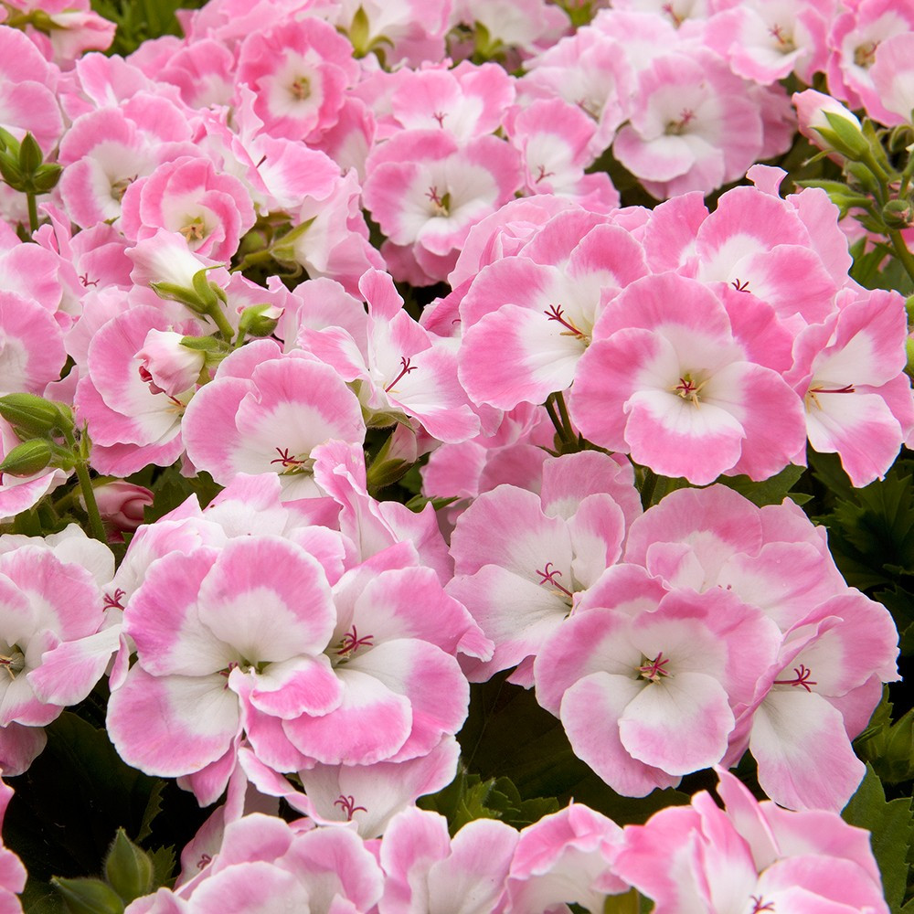 Pelargonium Pac Bermuda Soft Pink