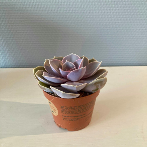 Echeveria Perle De Nuremberg - Pot De 8,5 Cm