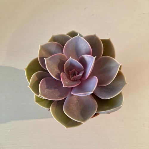 Echeveria Perle De Nuremberg - Pot De 8,5 Cm