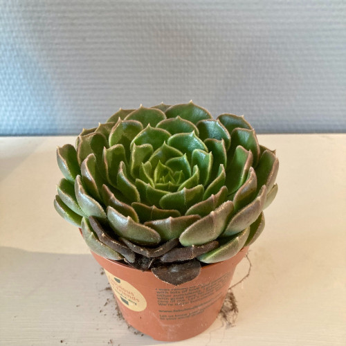 Echeveria Scheidekerii - Pot De 8,5 Cm