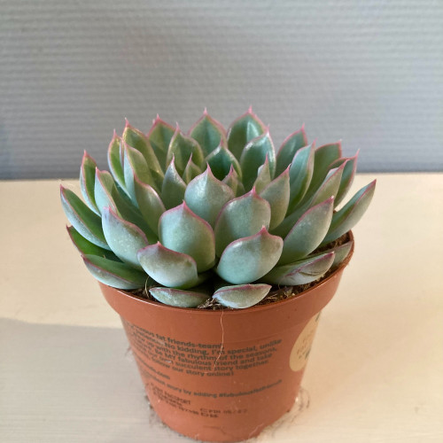 Echeveria Scheidekerii - Pot De 8,5 Cm