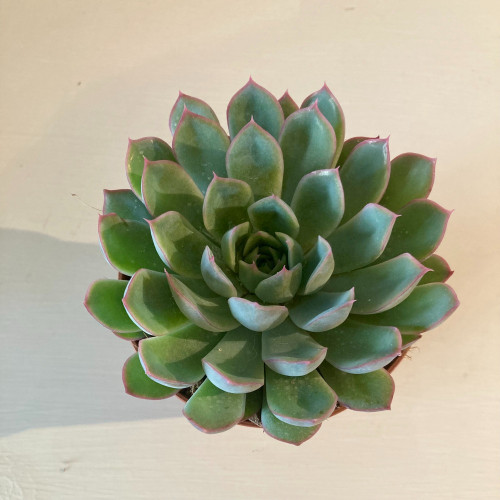 Echeveria Scheidekerii - Pot De 8,5 Cm