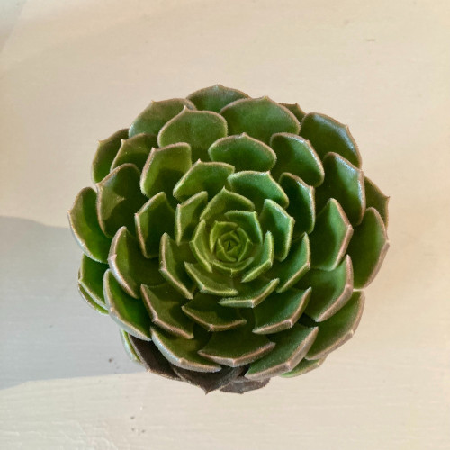 Echeveria Scheidekerii - Pot De 8,5 Cm