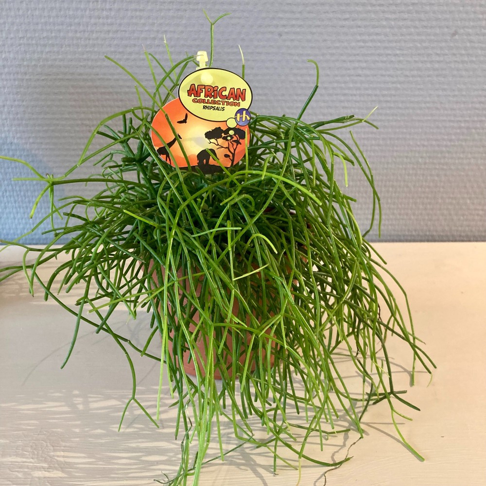 Oasis Rhipsalis - Pot De 12 Cm