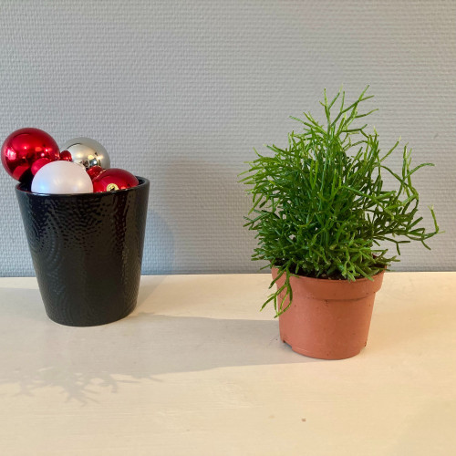Oasis Rhipsalis - Pot De 12 Cm