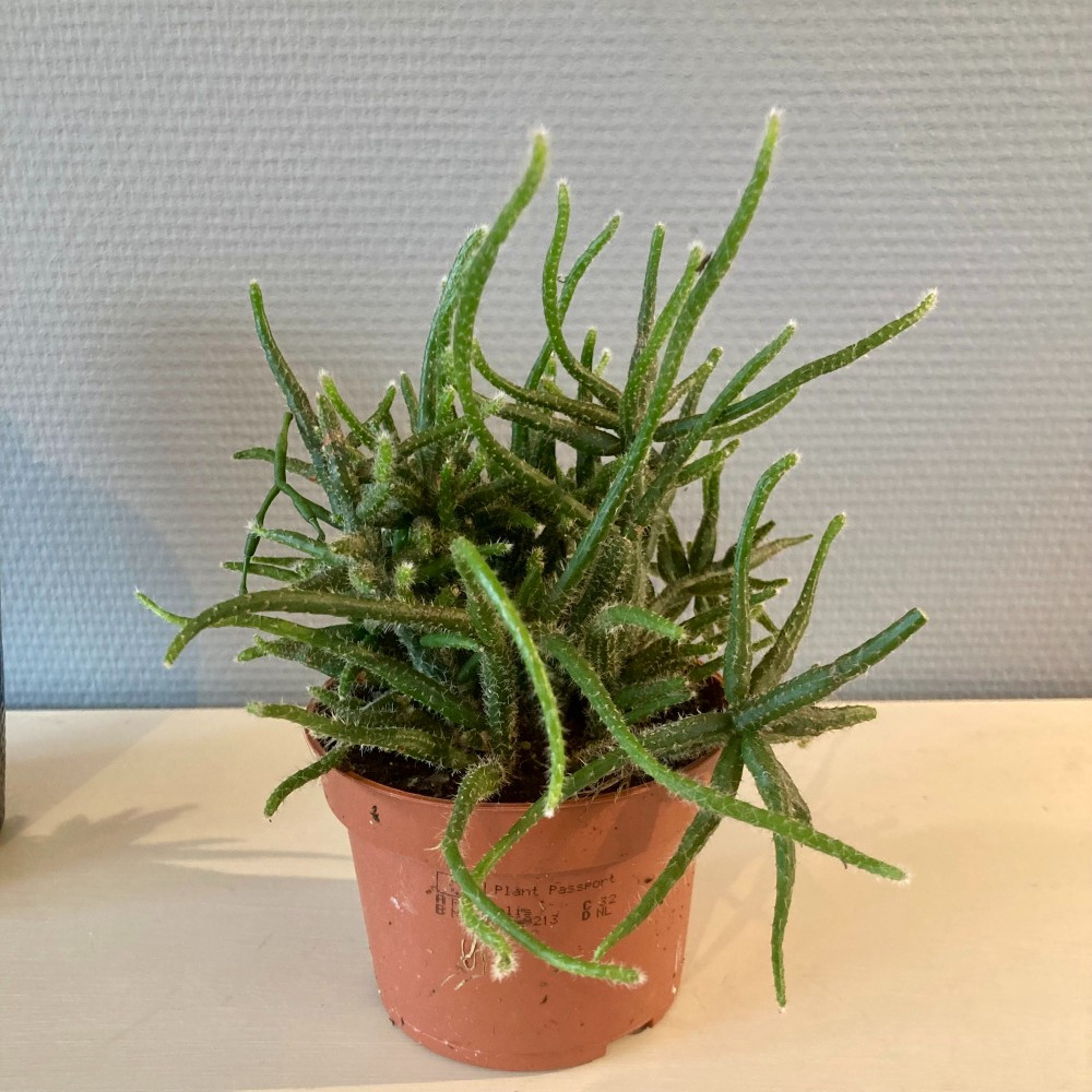 Rhipsalis Burchelii - Pot De 12 Cm