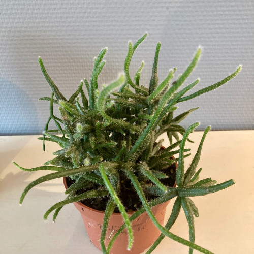 Rhipsalis Burchelii - Pot De 12 Cm