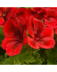 Pelargonium Pac Candy Flower Bright Red