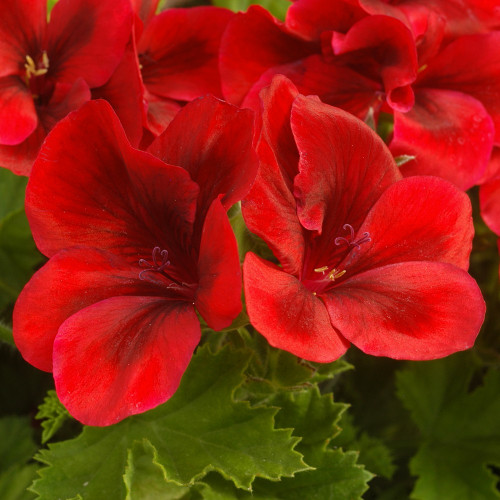 Pelargonium Pac Candy Flower Bright Red