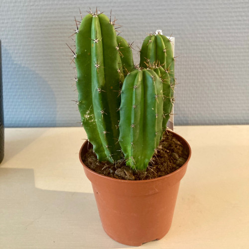 Pilosocereus Azureus - Pot De 10,5 Cm