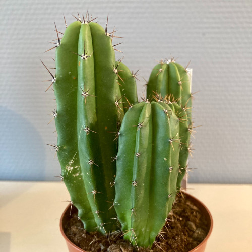 Pilosocereus Azureus - Pot De 10,5 Cm