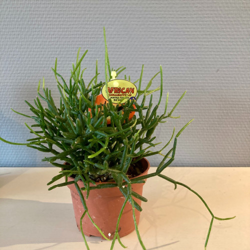 Rhipsalis Burchelli - Pot De 10,5 Cm