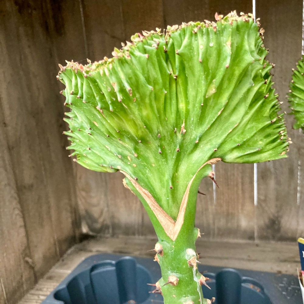 Euphorbia Lactea - Pot De 12 Cm