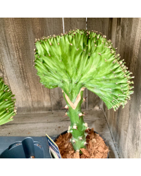 Euphorbia Lactea - Pot De 12 Cm