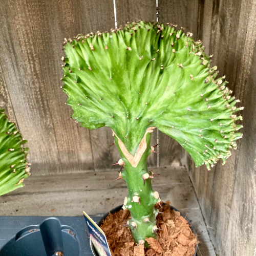 Euphorbia Lactea - Pot De 12 Cm