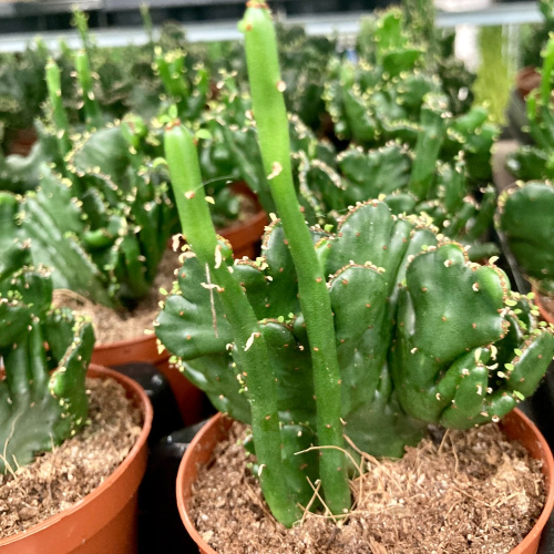 Euphorbia Triangularis - Pot De 6 Cm