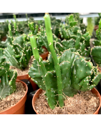 Euphorbia Triangularis - Pot De 6 Cm