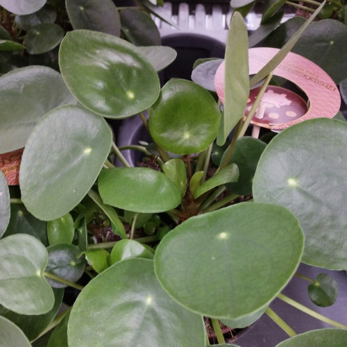 Pilea Peperomioides Frans Étiquette - Pot De 15 Cm