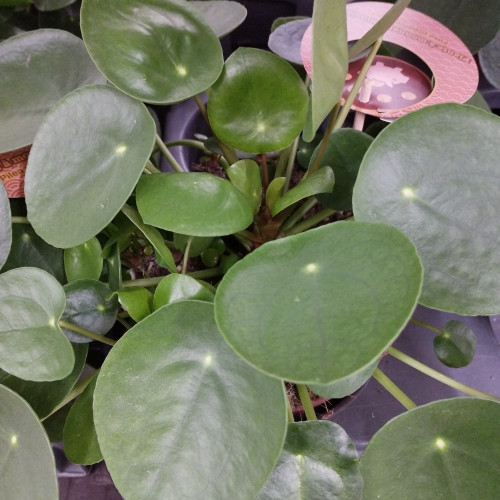 Pilea Peperomioides Frans Étiquette - Pot De 15 Cm