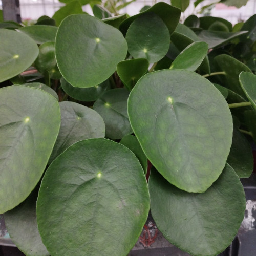 Pilea Peperomioides Frans Étiquette - Pot De 15 Cm