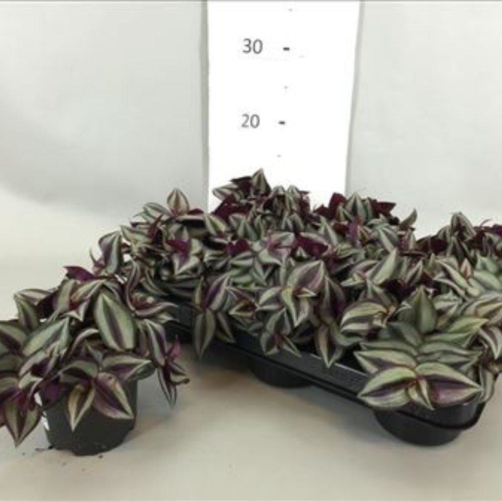 Plante Zèbre Tradescantia Zebrina - Pot 12 Cm, Hauteur 20 Cm, Entretien Facile