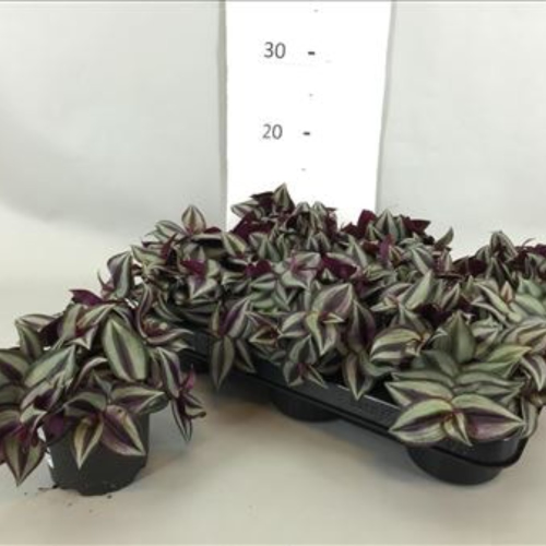 Misère Tradescantia Zebrina Violet en Pot de 10cm