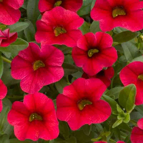 Calibrachoa Coloris aux Choix pot de 10cm