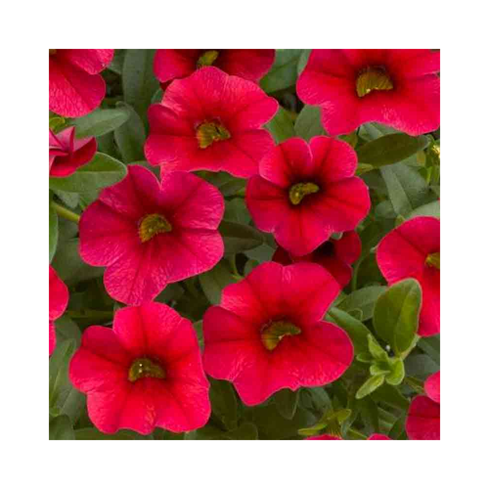 Calibrachoa Coloris aux Choix pot de 10cm